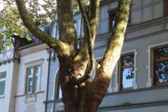 p-251004-154546-tb-boklima-gas-plakatehaengen-img-8679.small-